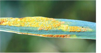 Stripe rust disease leaves a yellow or orange stripe on the leaves of young wheat plants.