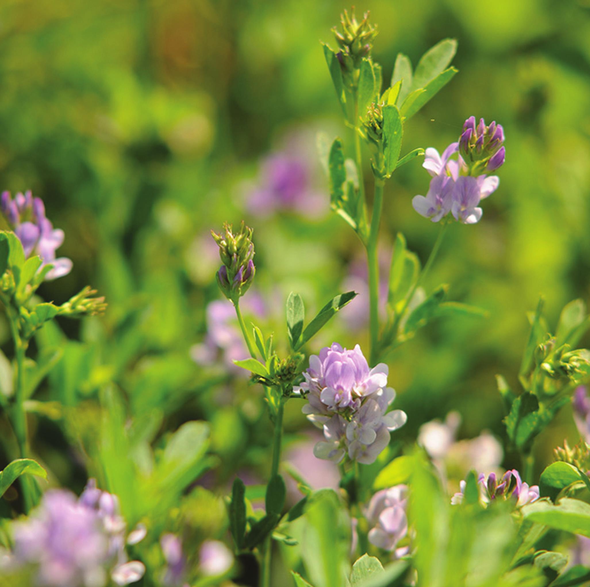 The popular Ranchers Thursday Lunchtime series of free cattle industry webinars is extending into August and September with a spotlight on alfalfa. Provided